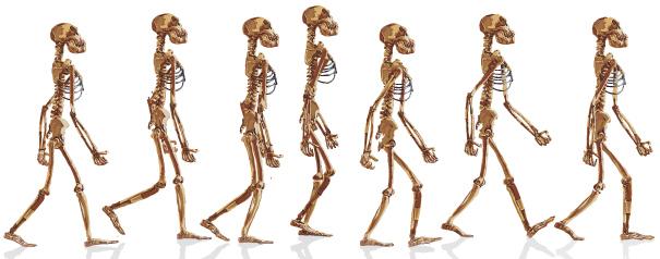 Bipedal skeleton