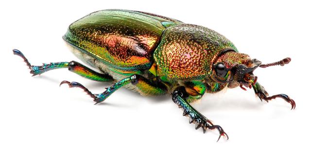 Photo credit - Fir0002 - Flagstaffotos - cc-by-nc