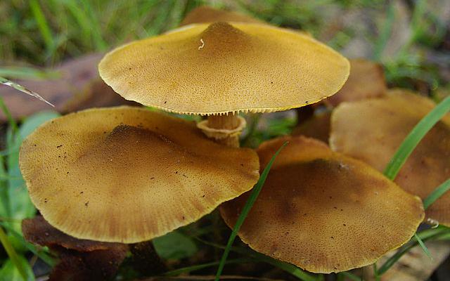 CC-BY-SA - Lord Mayonnaise