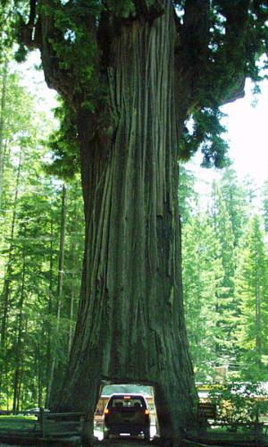 CC-BY the Moose from USA